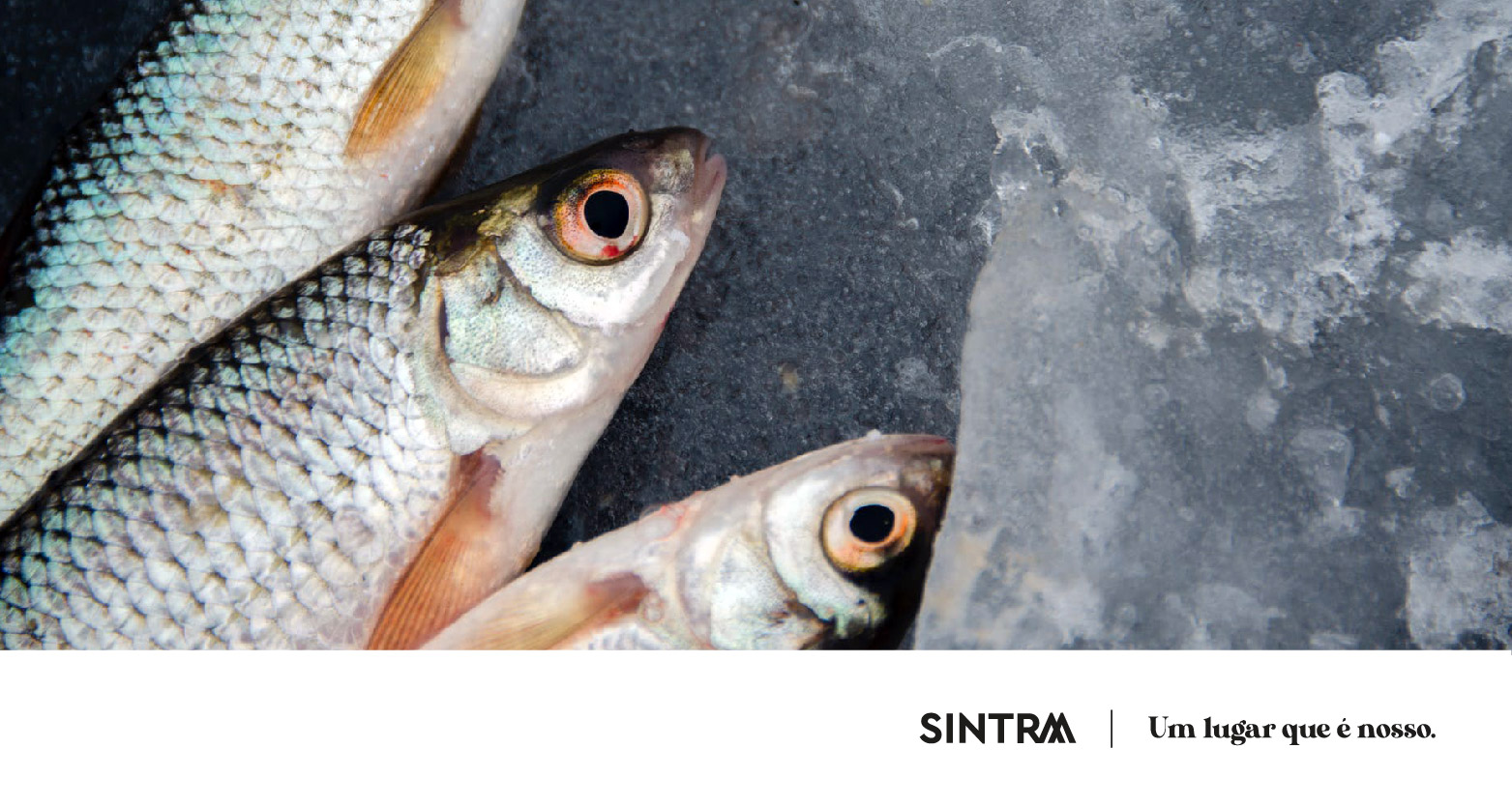 Novo período de candidaturas à Linha de Apoio ao setor das Pescas 